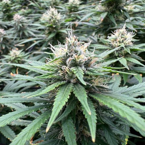 Pineapple Express P3 growlog photo: 11:15am- post first EJ & PM Feeding 