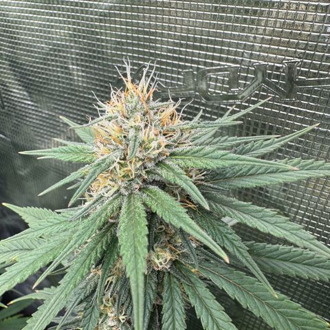 Pineapple Express P4 growlog photo: 11:15am- post first EJ & PM Feeding 