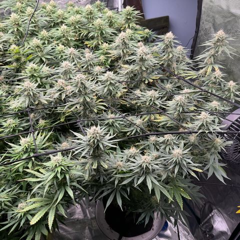 Pineapple Express P4 growlog photo: 11:15am- post first EJ & PM Feeding 