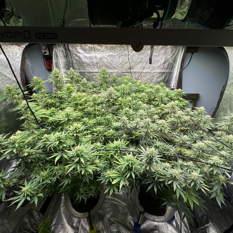 Pineapple Express P3 growlog photo: 11:14am- Whole Gang