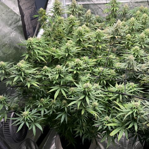 Pineapple Express P1 growlog photo: Post feeding, tallest branch is leaning pretty severely. Ultimately ended up twist tying a bamboo piece to it for extra support and it appears to have worked