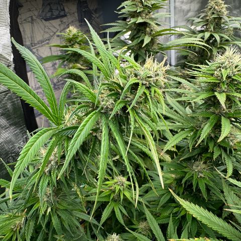 Pineapple Express P1 growlog photo: Post feeding, tallest branch is leaning pretty severely. Ultimately ended up twist tying a bamboo piece to it for extra support and it appears to have worked