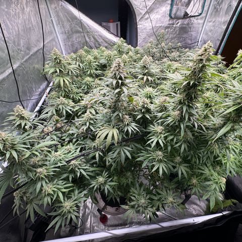 Pineapple Express P2 growlog photo: Post feeding, still one of the frostiest, but will likely be the seediest as well thanks to the minor herm-incident.
