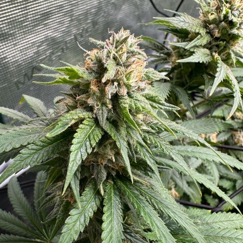 Pineapple Express P2 growlog photo: Post feeding, still one of the frostiest, but will likely be the seediest as well thanks to the minor herm-incident.