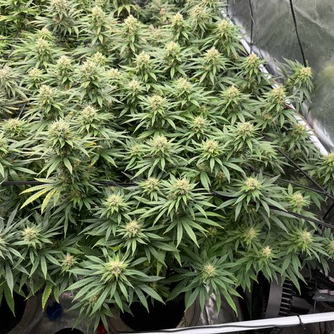 Pineapple Express P3 growlog photo: Post Feeding, the most consistent across the board with the most evenly shaped canopy. Little frostier than P1 but less than P2 & P4. All in all, probably the most consistent of the 4
