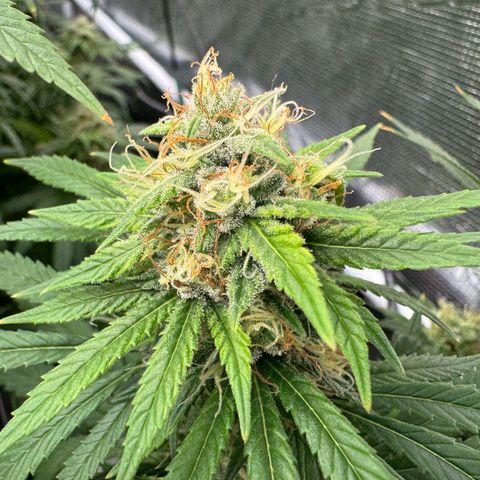 Pineapple Express P3 growlog photo: Post Feeding, the most consistent across the board with the most evenly shaped canopy. Little frostier than P1 but less than P2 & P4. All in all, probably the most consistent of the 4