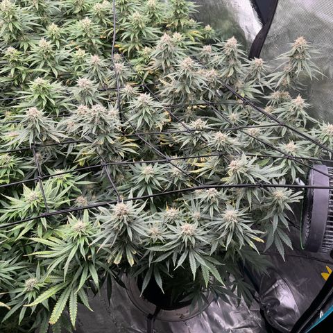 Pineapple Express P4 growlog photo: Post feeding, among the frostiest of the 4, along with P4. Youngest really showing out and proving I should’ve switched to flower 
 sooner 