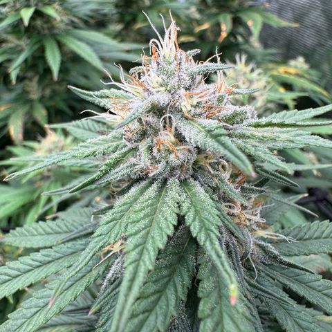 Pineapple Express P4 growlog photo: Post feeding, among the frostiest of the 4, along with P4. Youngest really showing out and proving I should’ve switched to flower 
 sooner 