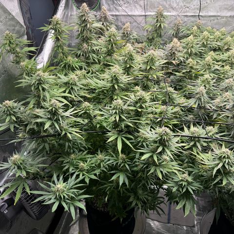 Pineapple Express P1 growlog photo: Purple is nigh
