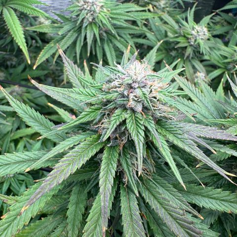 Pineapple Express P1 growlog photo: Purple is nigh