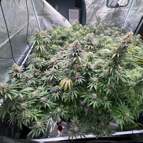 Pineapple Express P2 growlog photo: Purple is nigh