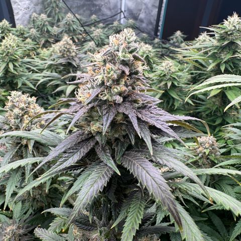Pineapple Express P2 growlog photo: Purple is nigh