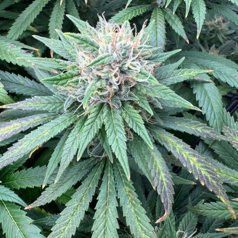 Pineapple Express P3 growlog photo: Purple is nigh