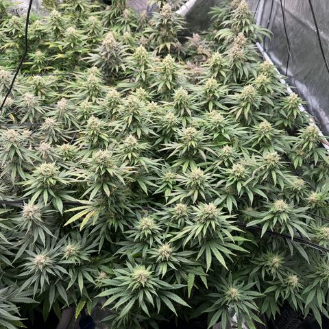 Pineapple Express P3 growlog photo: Purple is nigh