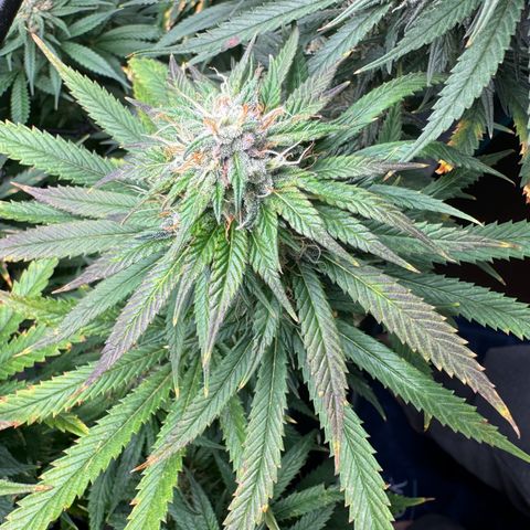 Pineapple Express P4 growlog photo: Purple is nigh