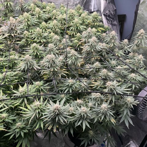 Pineapple Express P4 growlog photo: Purple is nigh