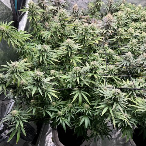 Pineapple Express P1 growlog photo: Post feeding