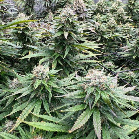 Pineapple Express P1 growlog photo: Post feeding