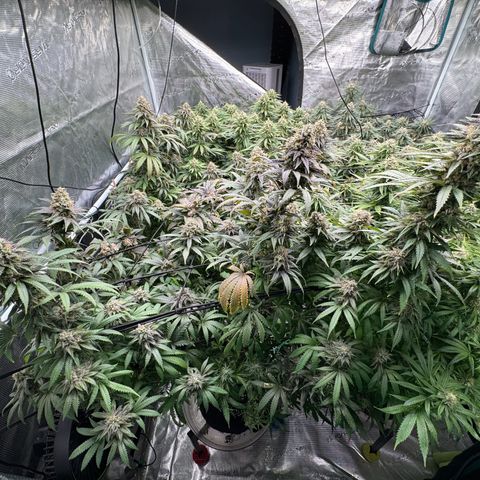 Pineapple Express P2 growlog photo: Post feeding