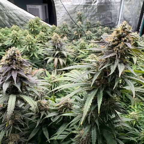 Pineapple Express P2 growlog photo: Post feeding