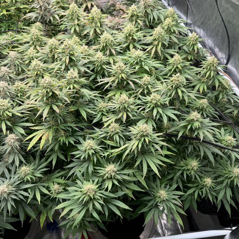Pineapple Express P3 growlog photo: Post feeding