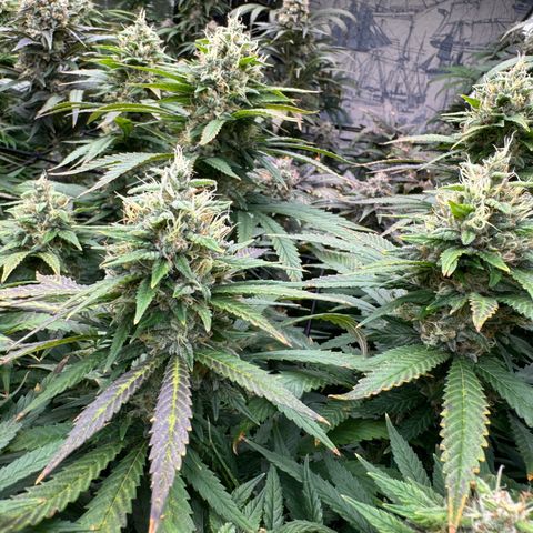 Pineapple Express P3 growlog photo: Post feeding