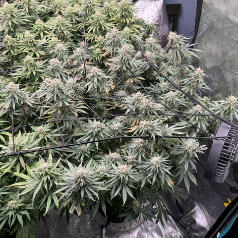 Pineapple Express P4 growlog photo: Post feeding