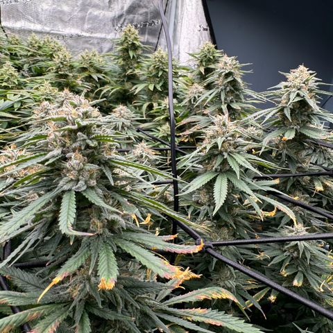 Pineapple Express P4 growlog photo: Post feeding