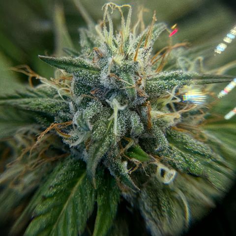 Pineapple Express P1 growlog photo: Trichomes MBUssin