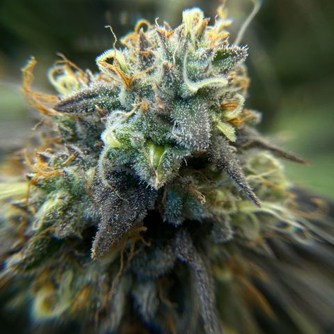 Pineapple Express P2 growlog photo: Trichomes MBUssin