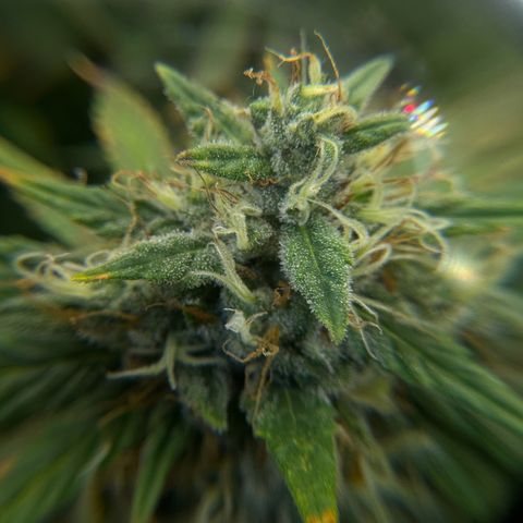Pineapple Express P3 growlog photo: Trichomes MBUssin