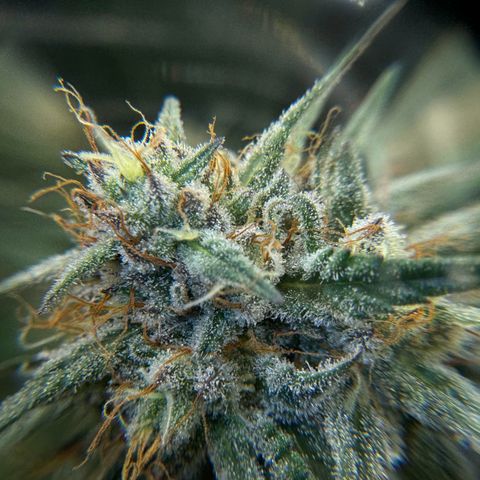 Pineapple Express P4 growlog photo: Trichomes MBUssin the most 
