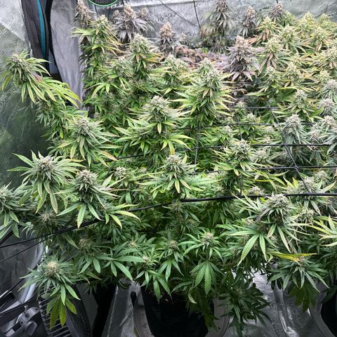 Pineapple Express P1 growlog photo: Post water and Briximus Maximus