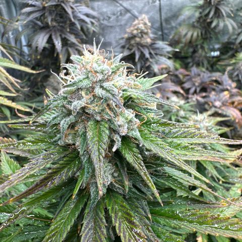 Pineapple Express P1 growlog photo: Post water and Briximus Maximus