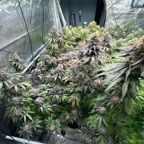 Pineapple Express P2 growlog photo: Post water and Briximus Maximus