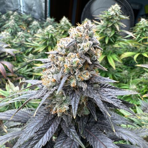 Pineapple Express P2 growlog photo: Post water and Briximus Maximus