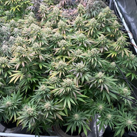 Pineapple Express P3 growlog photo: Post water and Briximus Maximus