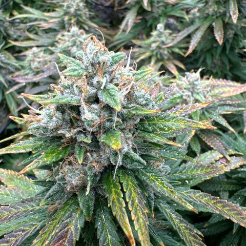 Pineapple Express P3 growlog photo: Post water and Briximus Maximus