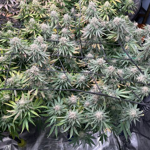 Pineapple Express P4 growlog photo: Post water and Briximus Maximus