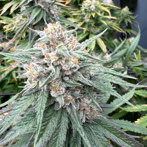 Pineapple Express P4 growlog photo: Post water and Briximus Maximus