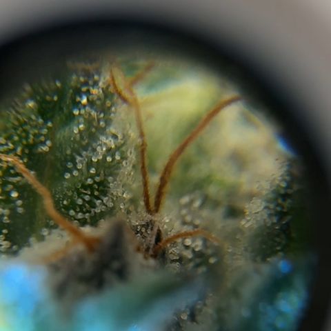 Pineapple Express P1 growlog photo: Trichome hunt- few ambers, almost ready to harvest!