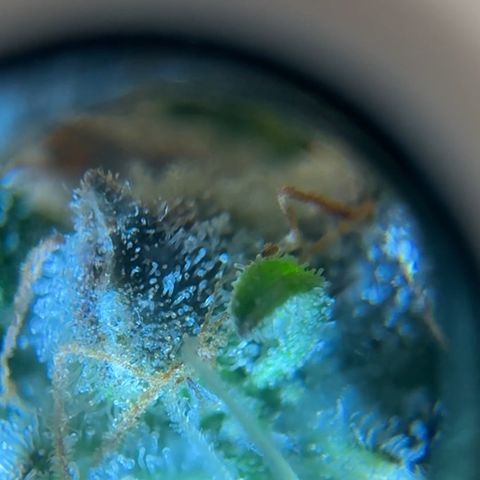 Pineapple Express P1 growlog photo: Trichome hunt- few ambers, almost ready to harvest!