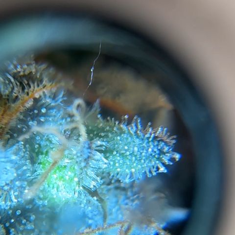 Pineapple Express P2 growlog photo: Trichome hunt- few ambers, almost ready to harvest!