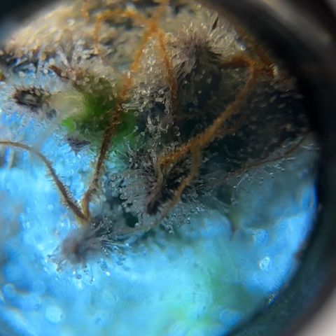 Pineapple Express P2 growlog photo: Trichome hunt- few ambers, almost ready to harvest!