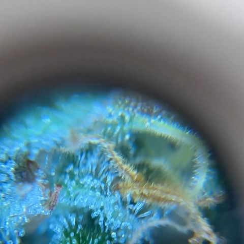 Pineapple Express P3 growlog photo: Trichome hunt- few ambers, almost ready to harvest! Probably least ambers out of 4