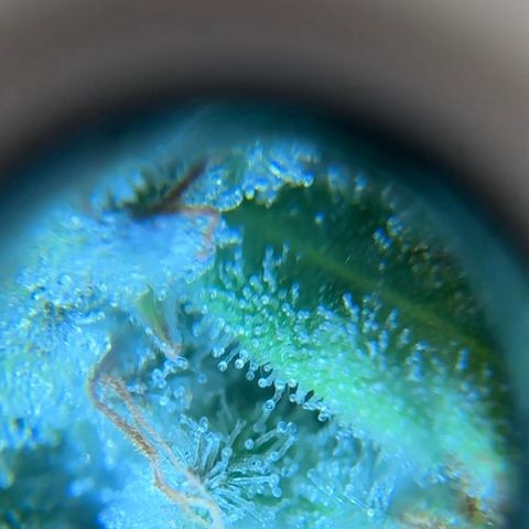 Pineapple Express P3 growlog photo: Trichome hunt- few ambers, almost ready to harvest! Probably least ambers out of 4