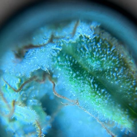 Pineapple Express P3 growlog photo: Trichome hunt- few ambers, almost ready to harvest! Probably least ambers out of 4