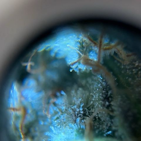 Pineapple Express P3 growlog photo: Trichome hunt- few ambers, almost ready to harvest! Probably least ambers out of 4