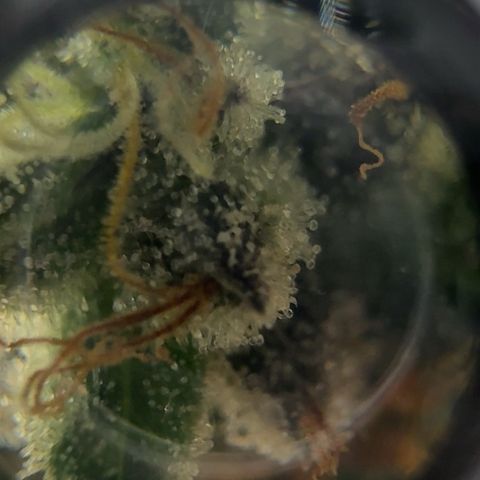 Pineapple Express P4 growlog photo: Trichome hunt- few ambers, almost ready to harvest! Probably most ambers out of all