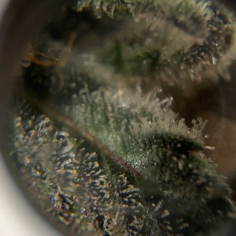 Pineapple Express P4 growlog photo: Trichome hunt- few ambers, almost ready to harvest! Probably most ambers out of all
